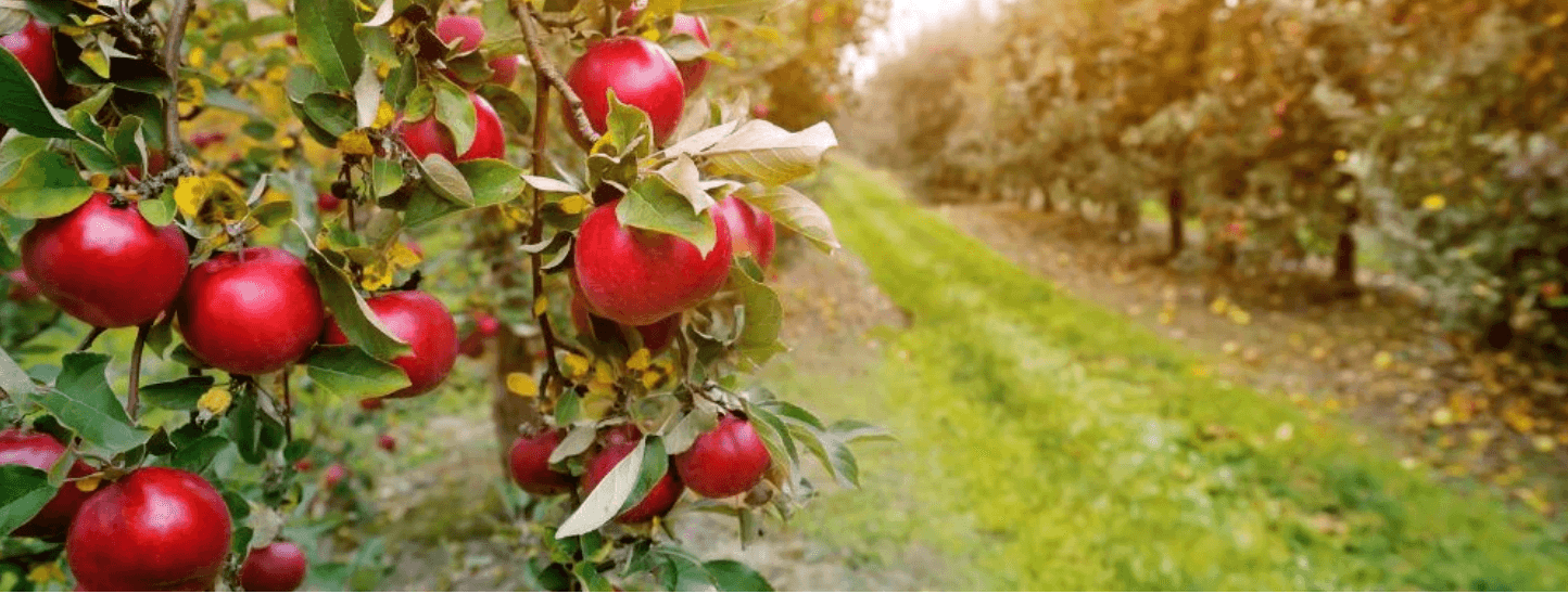apple orchard in Michigan