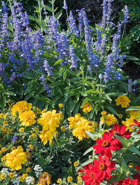A variety of colorful flowers in a flower garden